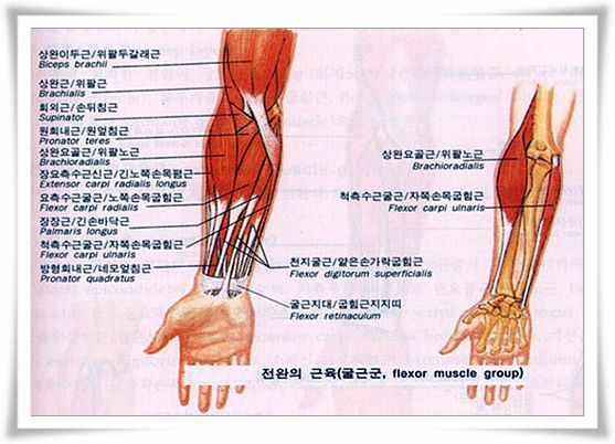 전완의 근육(굴근군)